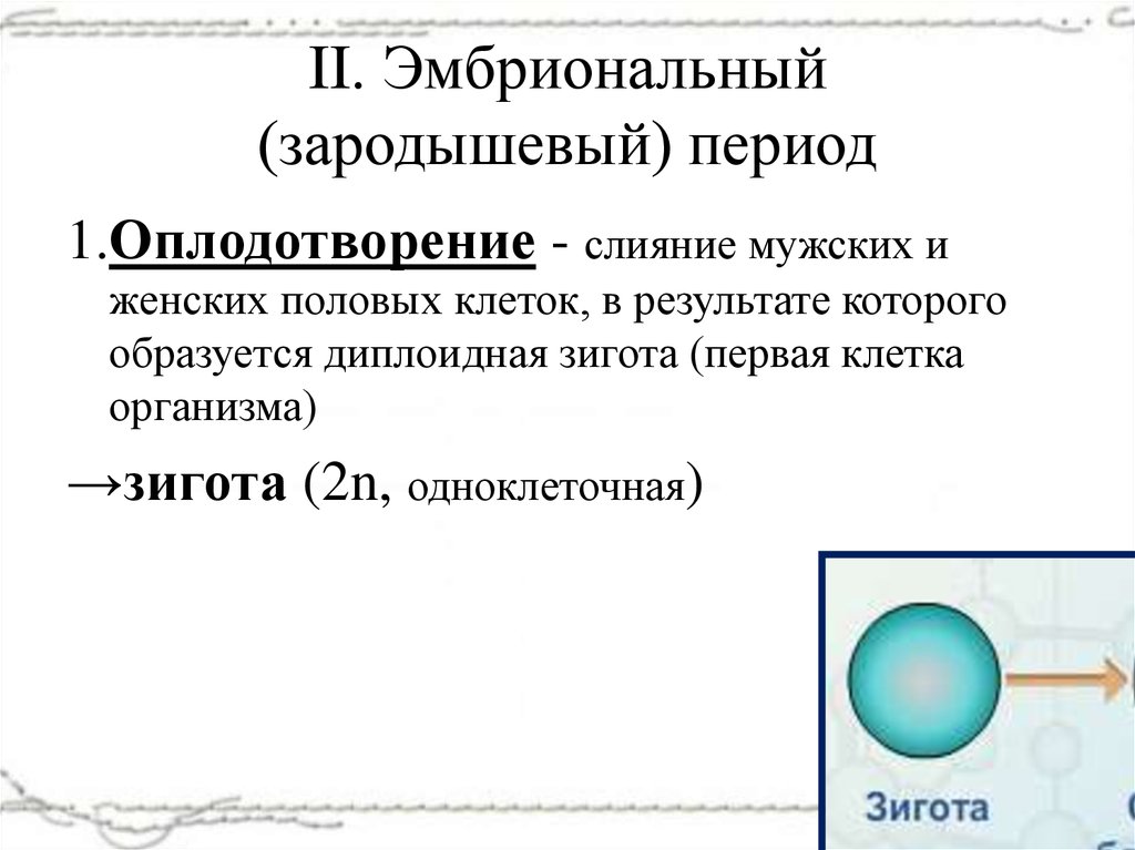 Результат слияния мужской и женской половых клеток