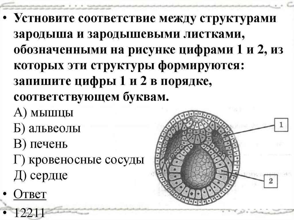 Внутренний зародыш листок. Зародышевые листки. Зародышевые листки ланцетника. Структура зародыша. Структуры зародышевого листка.