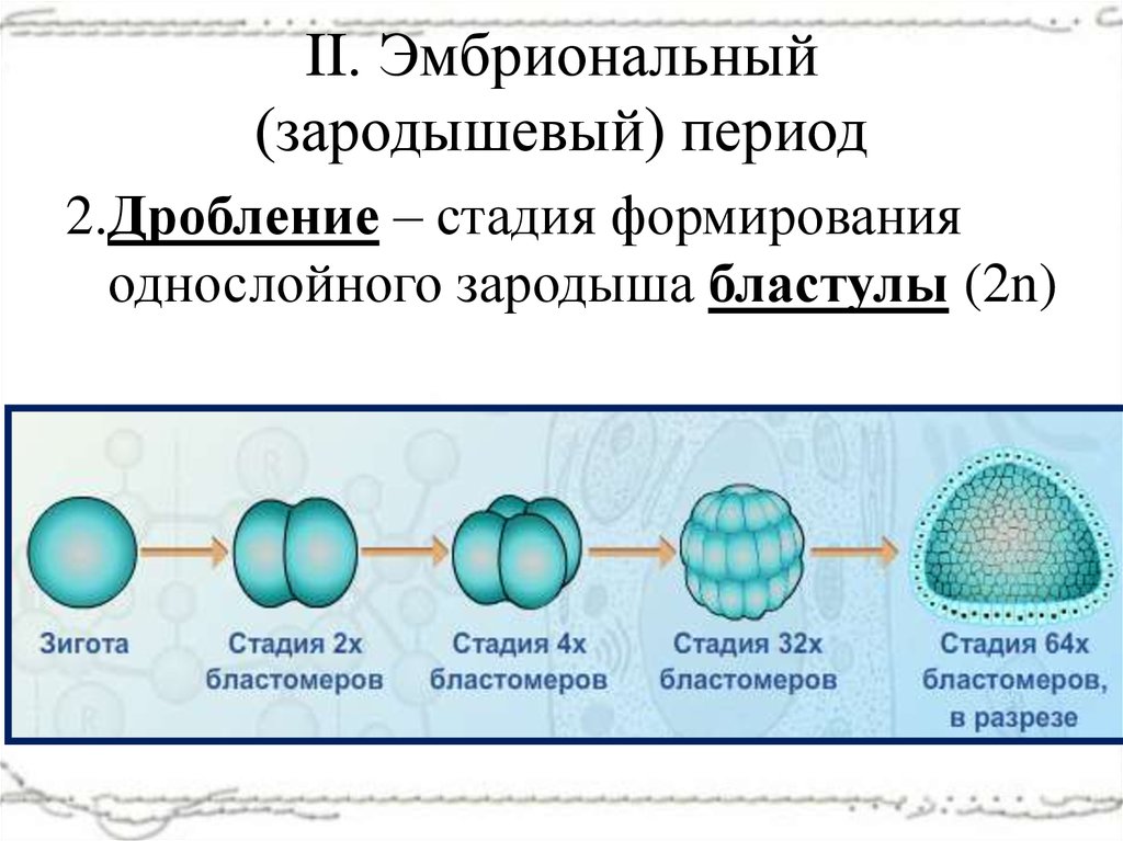 Период дробления