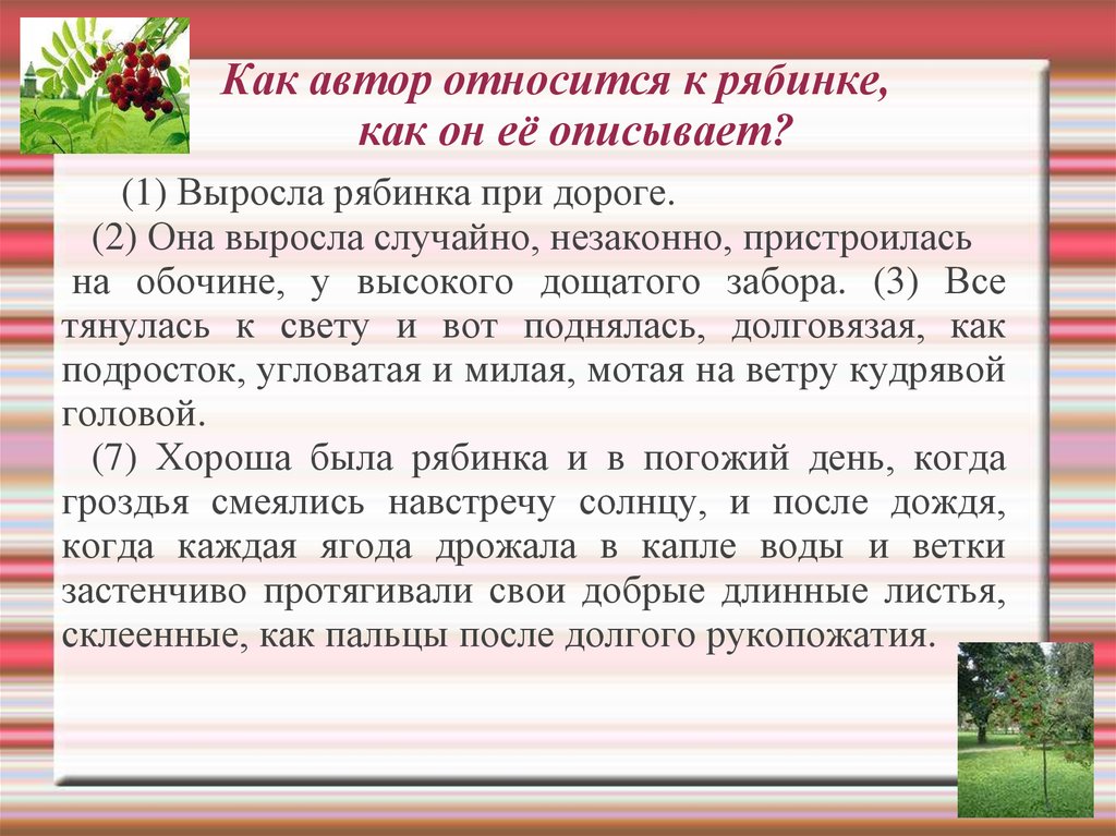 Напишите сочинение рассуждение по прочитанному тексту. Выросла Рябинка при дороге сочинение. Выросла ребинка при дороги. Изложение Рябинка. Выросла Рябинка при дороге сочинение ЕГЭ.