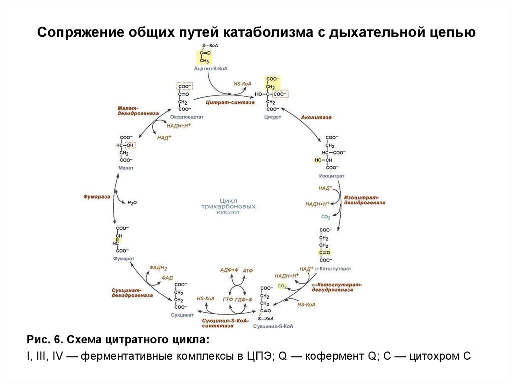 Схема общий путь катаболизма