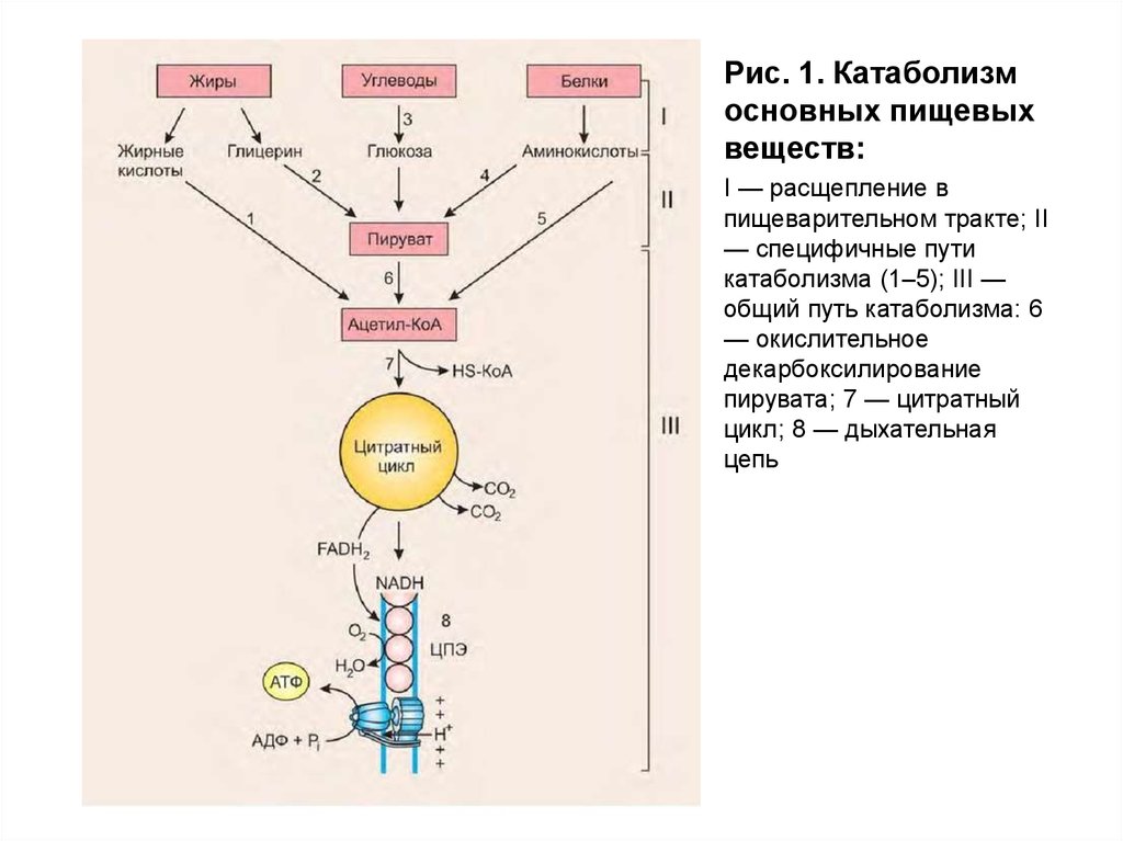 Синтез белка из углеводов. 1.Общий путь катаболизма питательных веществ.. Общий путь катаболизма биохимия. Общий путь катаболизма схема. Процессы общего пути катаболизма.