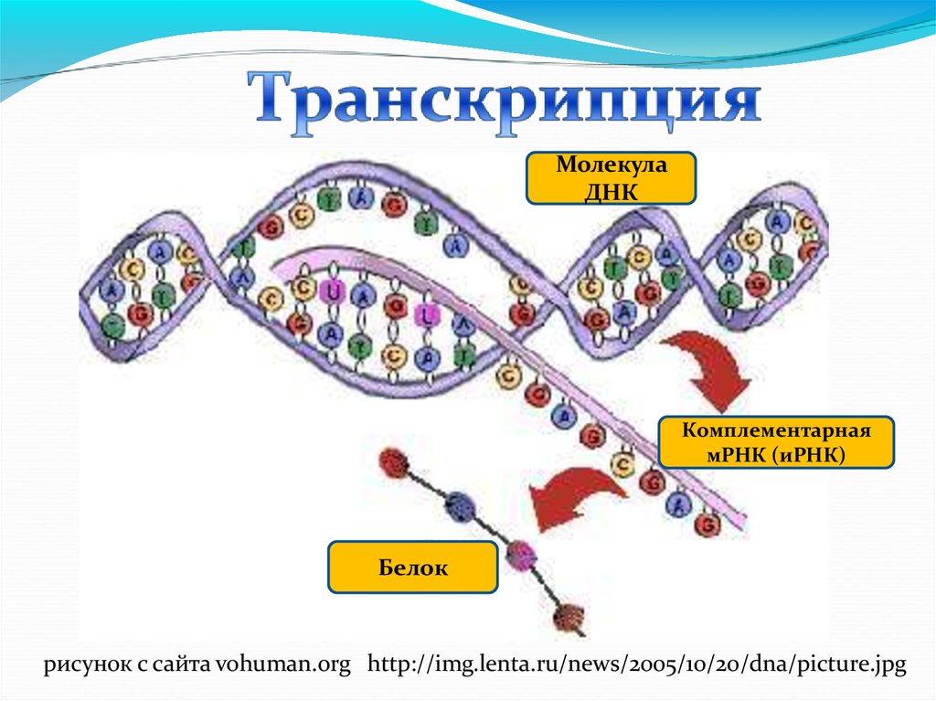 Транскрипция и трансляция схема