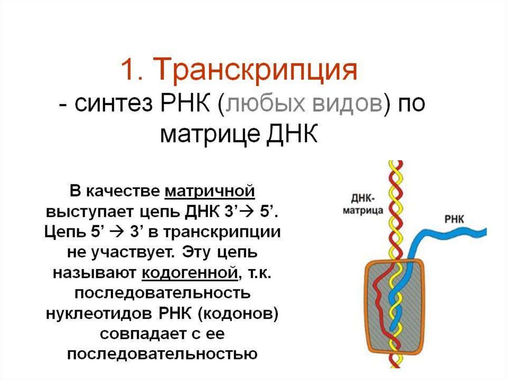 Является матрицей для синтеза рнк. Синтез РНК. Синтез РНК транскрипция. Транскрипция Синтез РНК на матрице ДНК. Синтез матричной РНК.