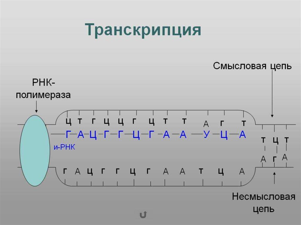 Матричная цепь рнк. Транскрипция РНК схема. Биосинтез белка репликация транскрипция трансляция. Транскрипция трансляция репликация. Схема трансляции и транскрипции у РНК.