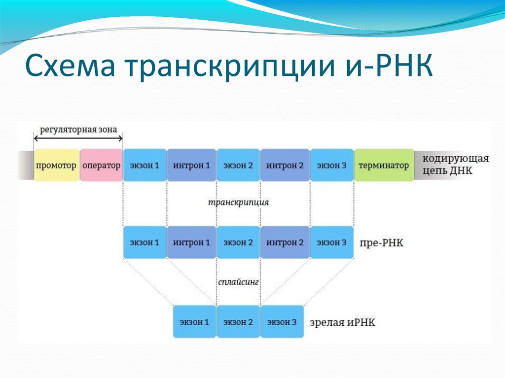 Схема транскрипции рнк