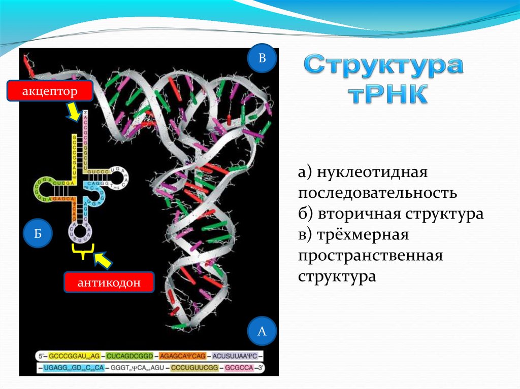 Транскрипция 1 класс 21 век презентация