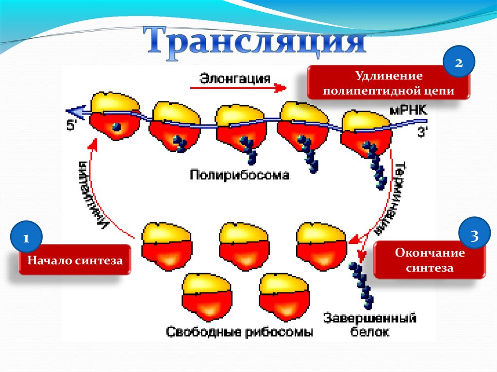 Трансляция картинка биология