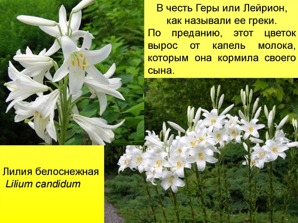 В честь какого цветка назван. Лилия белоснежная Кандидум. Лилия Кандидум красная. Гера и лилии. Лилия молоко Геры.