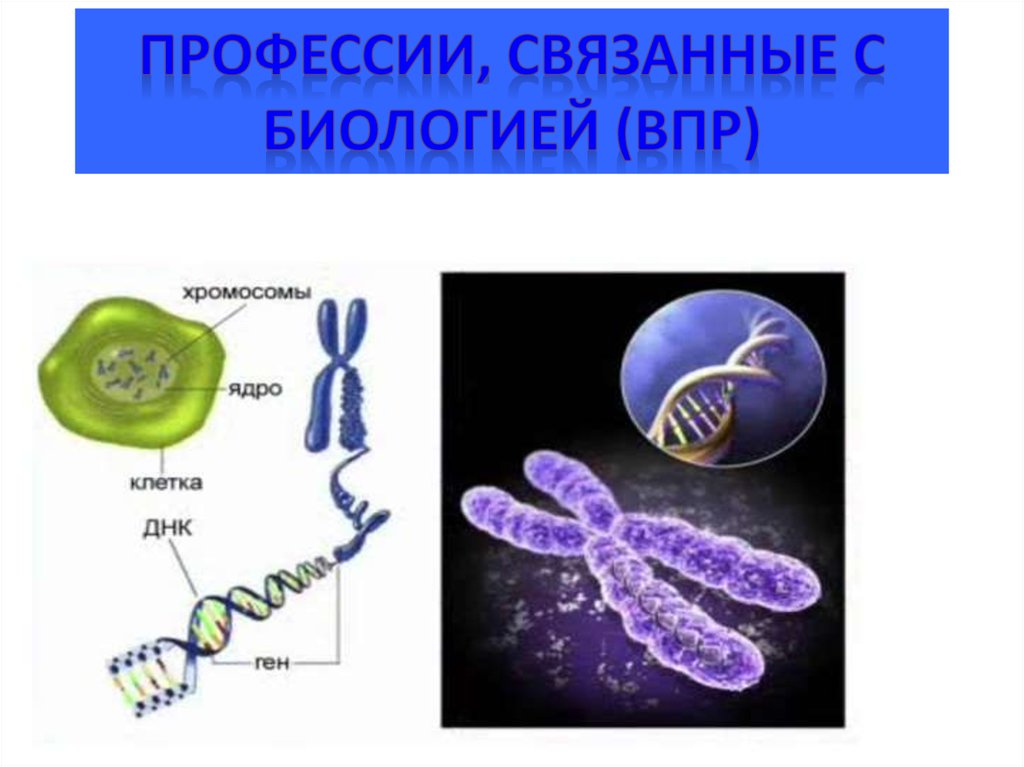 Хромосомы в растительной клетке. Профессии связанные с био. Профессии связанные с биологией. Профессиии связанные с Биол. Профессии связаны с биологией.