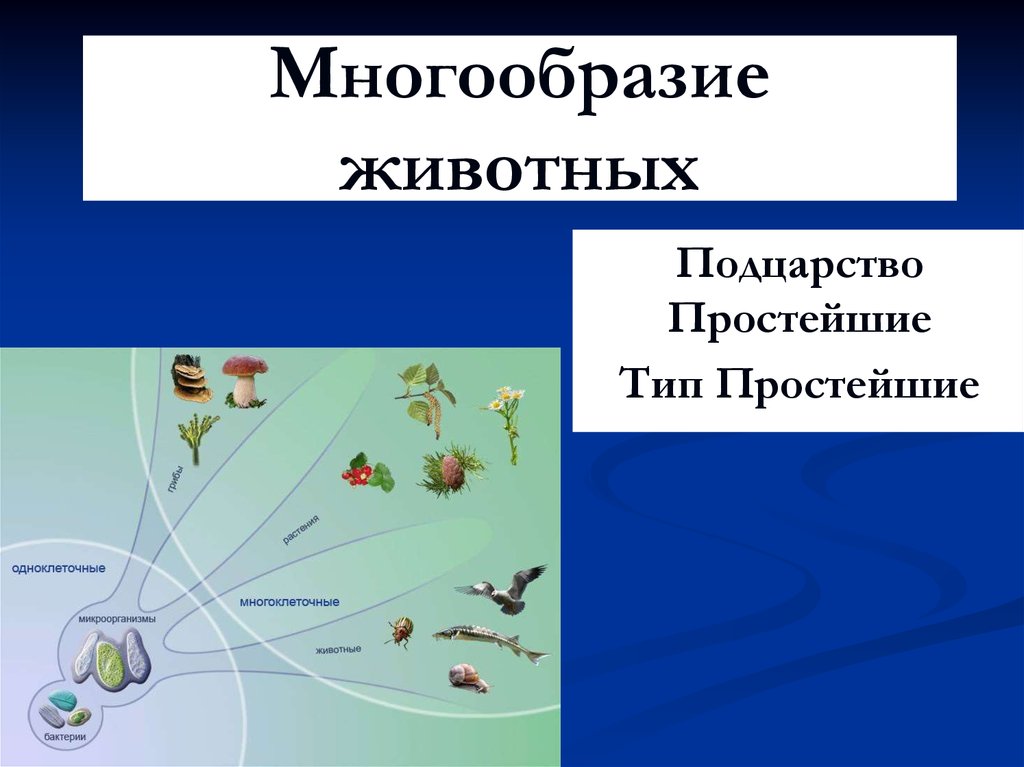 Схема многообразия животных