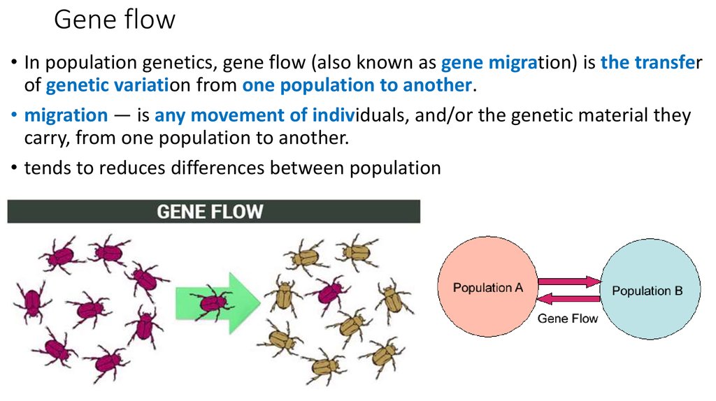 Examples of gene flow - lovebery