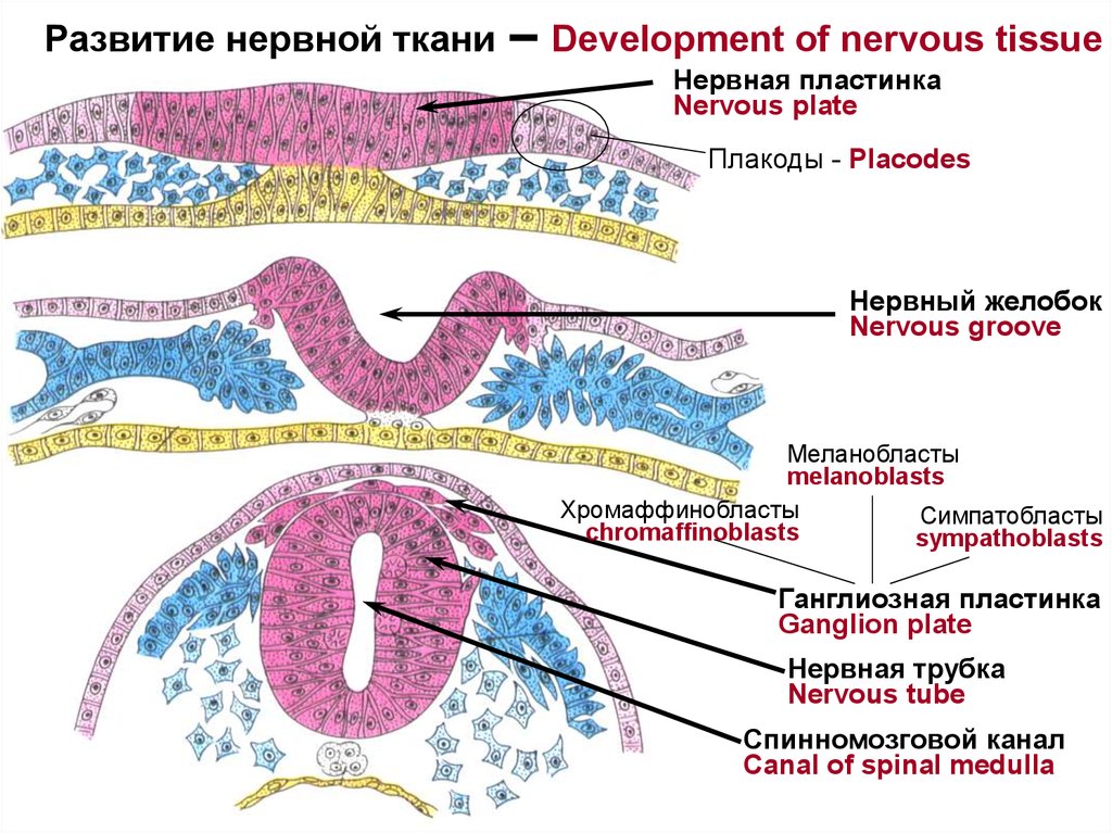 Развития нервной. Зоны нервной трубки гистология. Плакоды гистология. Строение нервной трубки. Нервная трубка образует.