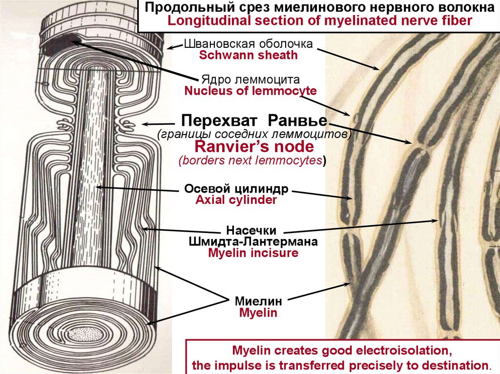 Что такое срез. Насечки миелина Шмидта Лантермана. Перехват Ранвье гистология. Срез миелинового волокна. Схема строения миелинового волокна продольный срез.