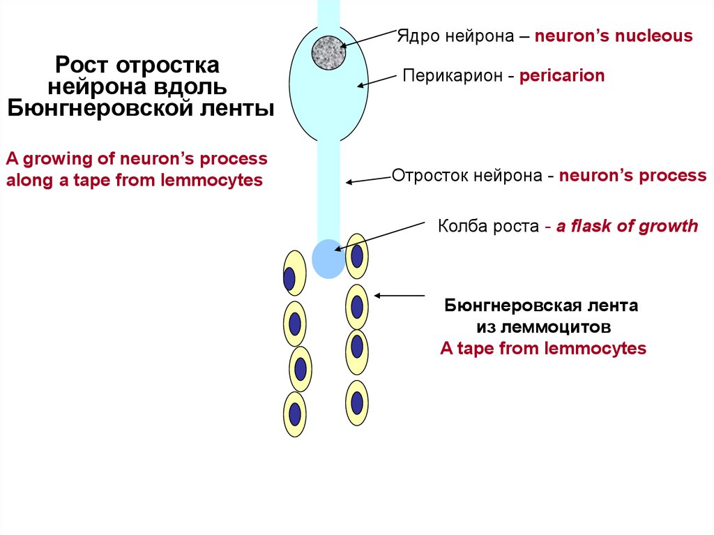 Отросток нейрона сканворд 5 букв. Ядро нейрона. Отростки нейрона. Транспорт веществ по отросткам нейронов. Перикарион.