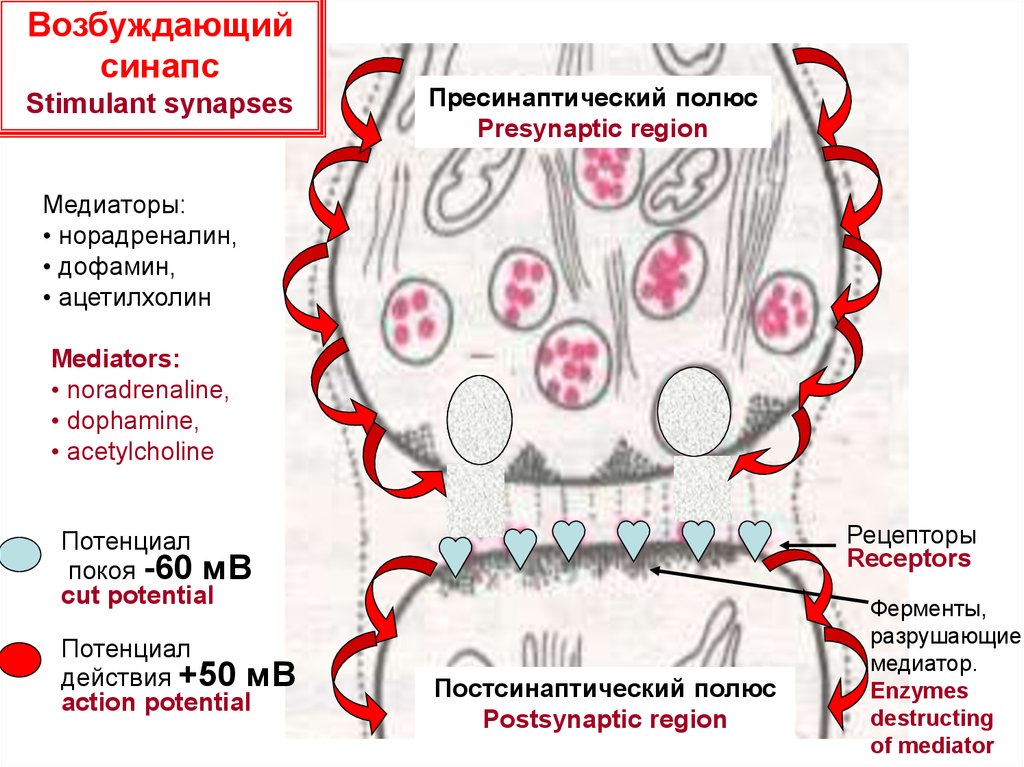 Медиаторы возбуждения