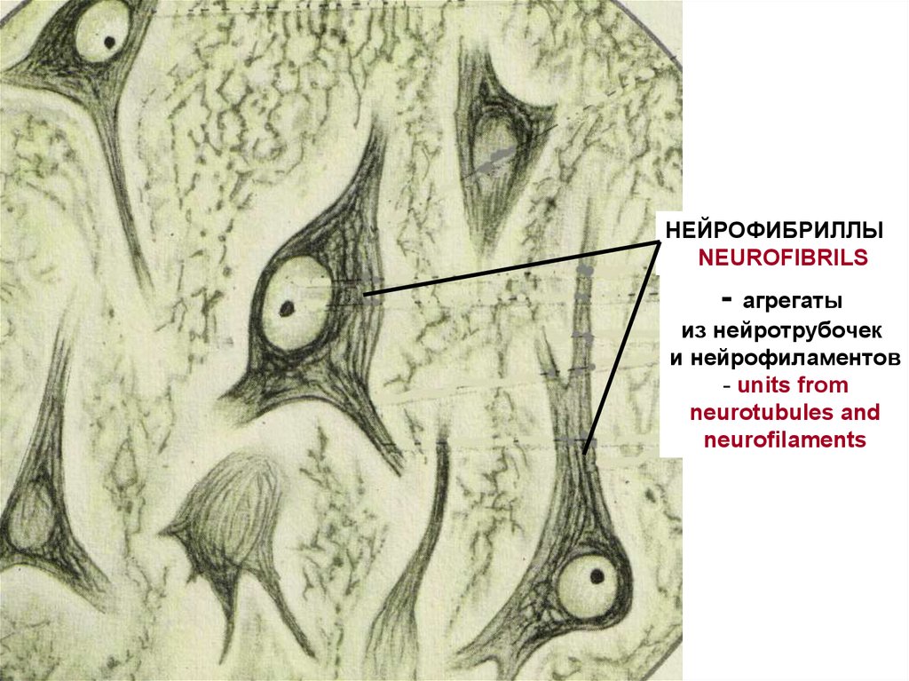 Клетки спинного мозга. Нейрофибриллы в нервных клетках препарат. Нейрофибриллы в нервных клетках спинного мозга. Нейрофибриллы препарат гистология. Мультиполярный Нейрон нейрофибриллы препарат.