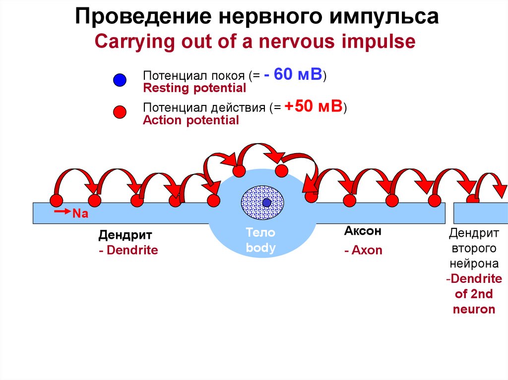 Проведение нервного. Проведение нервного импульса. Проведение нервного импульса раздел. Проведение нервного импульса уровень организации. Участвует в проведении нервных импульсов.