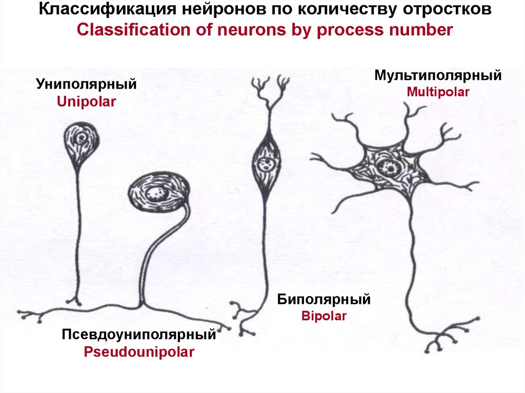 Псевдоуниполярный нейрон обозначен на рисунке буквой