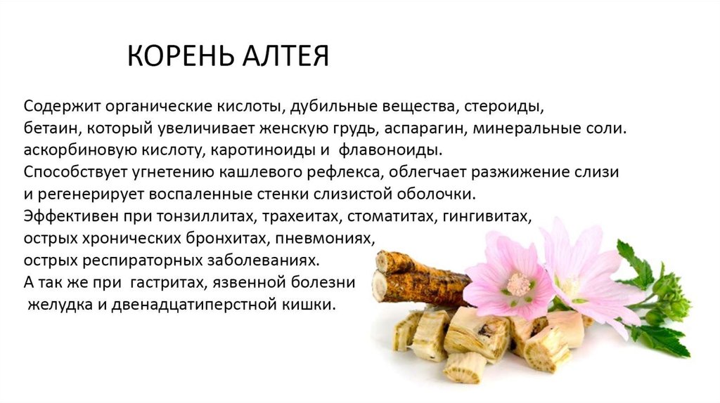 Алтей на латинском. Корень Алтея. Корень Алтея содержит. Корень Алтея при гастрите. Слизь алтейного корня.