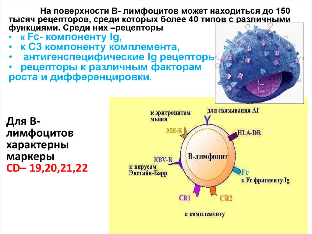 Отсутствие лимфоцитов. B2 лимфоциты. Рецепторы в лимфоцитов иммунология. Функции в2 лимфоцитов. B1 лимфоциты функции.