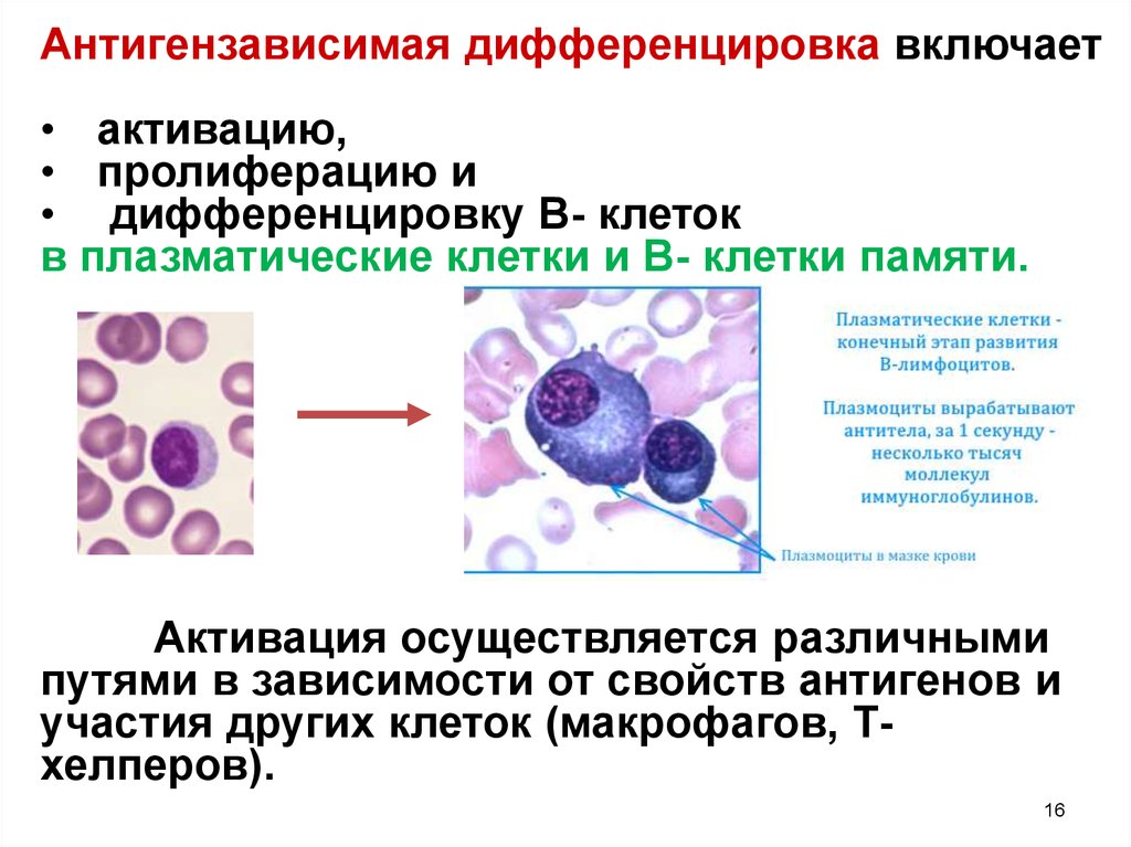 1 плазматическая клетка. Дифференцировка b лимфоцитов в плазматические клетки и клетки памяти. Плазматические клетки плазмоциты. Плазмоциты и б лимфоциты. Б лимфоциты в плазматические клетки.