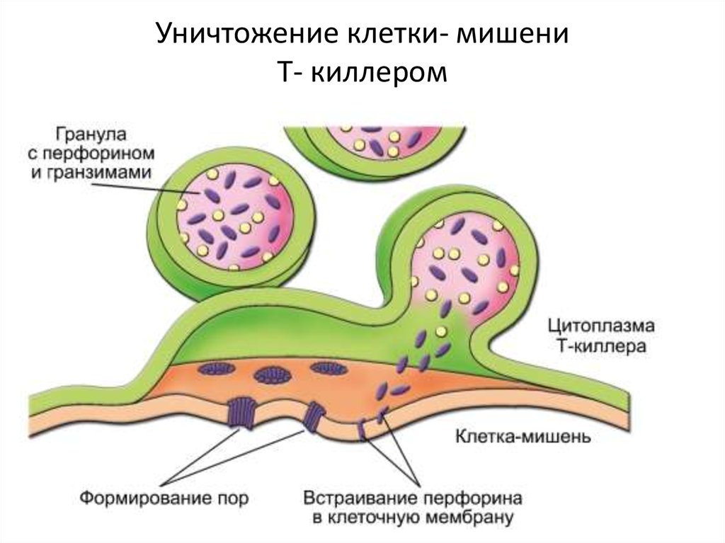 Т киллеры. Т-киллеры (цитотоксические т-лимфоциты). Клетка т киллер. Т - киллеры - цитотоксические лимфоциты. Т киллеры механизм действия.