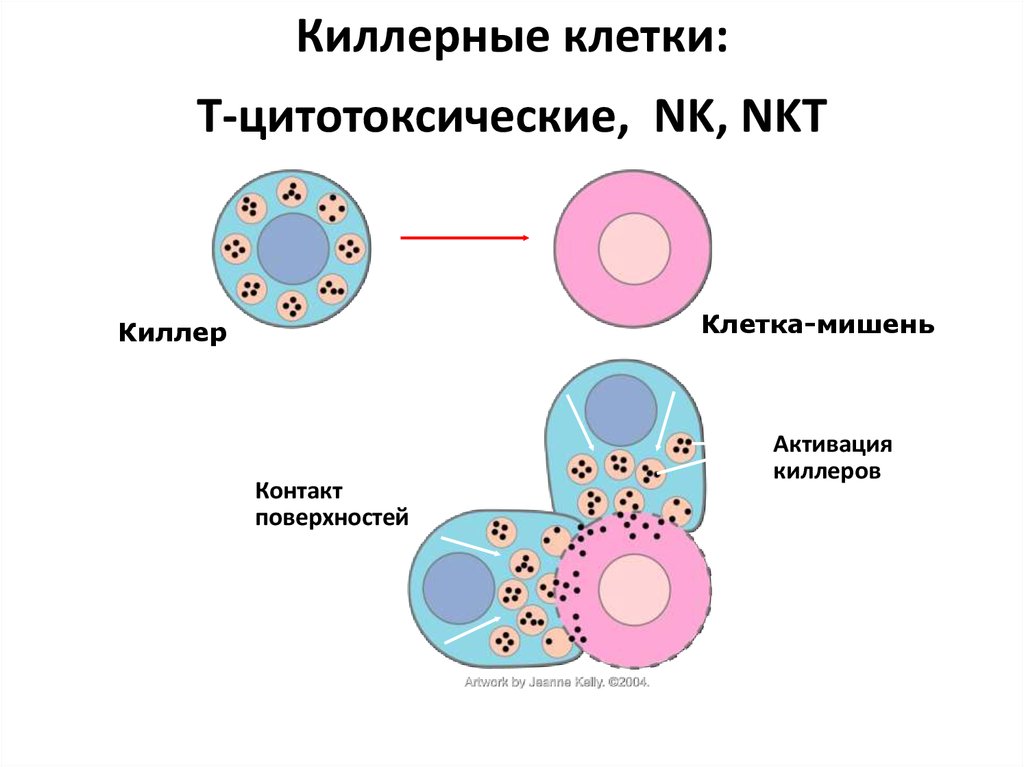 Цитотоксические т клетки. Натуральные киллеры строение. Клетки киллеры. Цитокины строение. NK клетки иммунной системы.