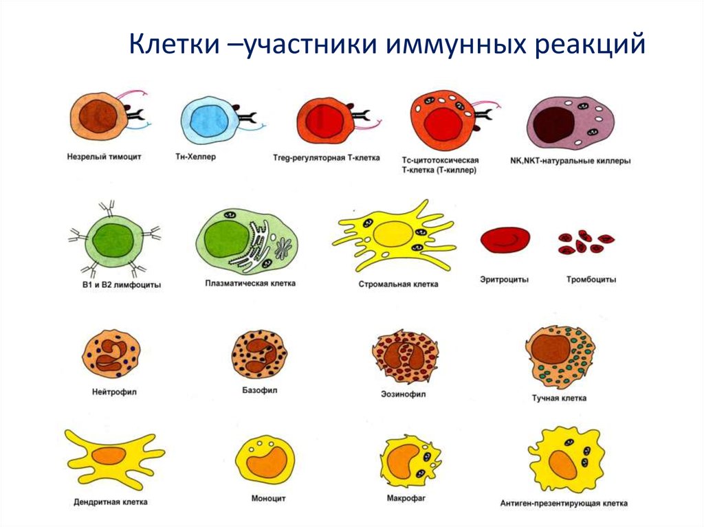 Основные иммунные клетки. Иммунитет клетки лимфоциты. Клетки, которые отвечают за обеспечение иммунитета. Клетки участники иммунных реакций. Клетки крови участвующие в создании иммунитета.
