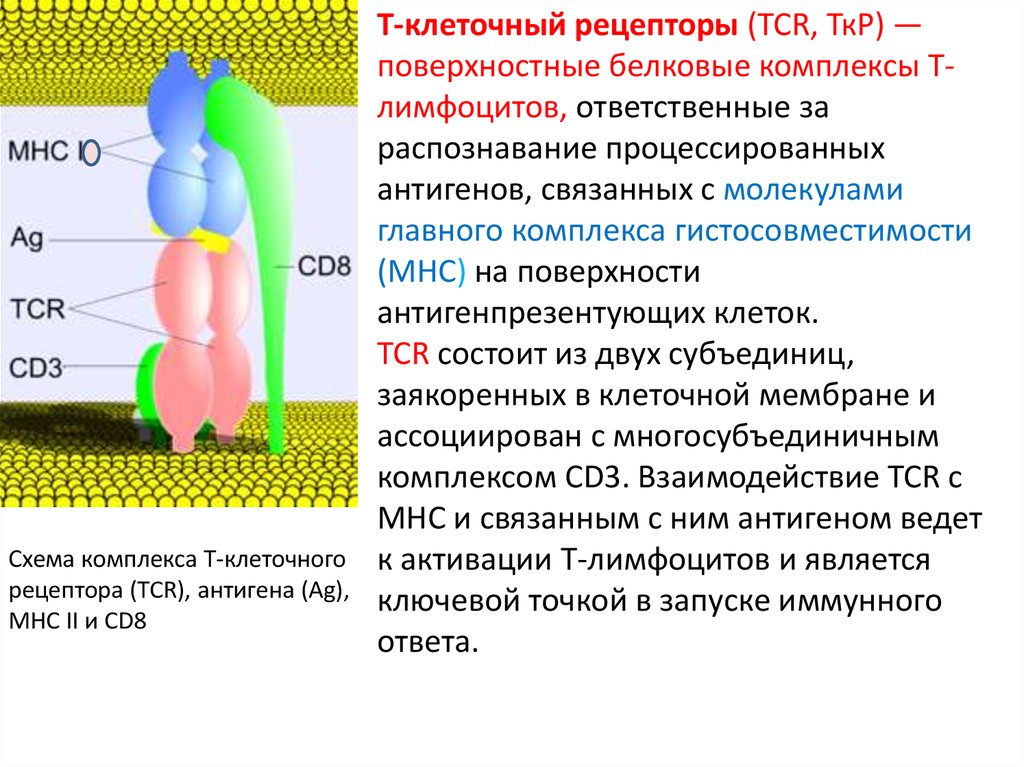 Молекулы главного комплекса гистосовместимости. Интерферон продуцируется клетками. Какими клетками синтезируются интерфероны. TCR Рецептор.