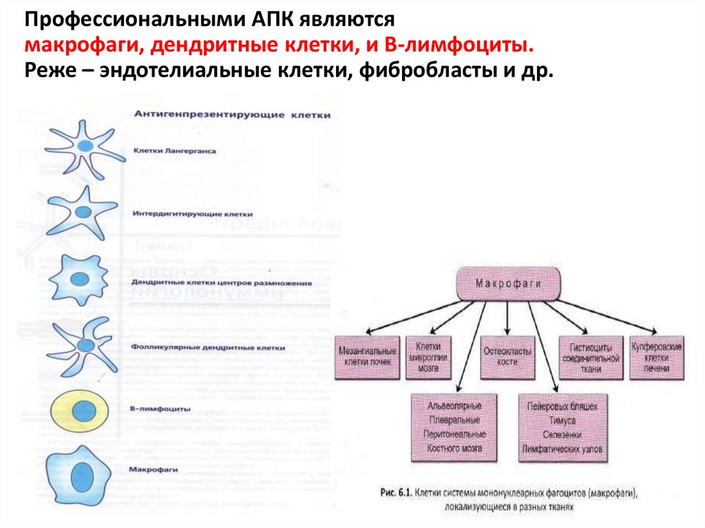 Органы иммунного ответа