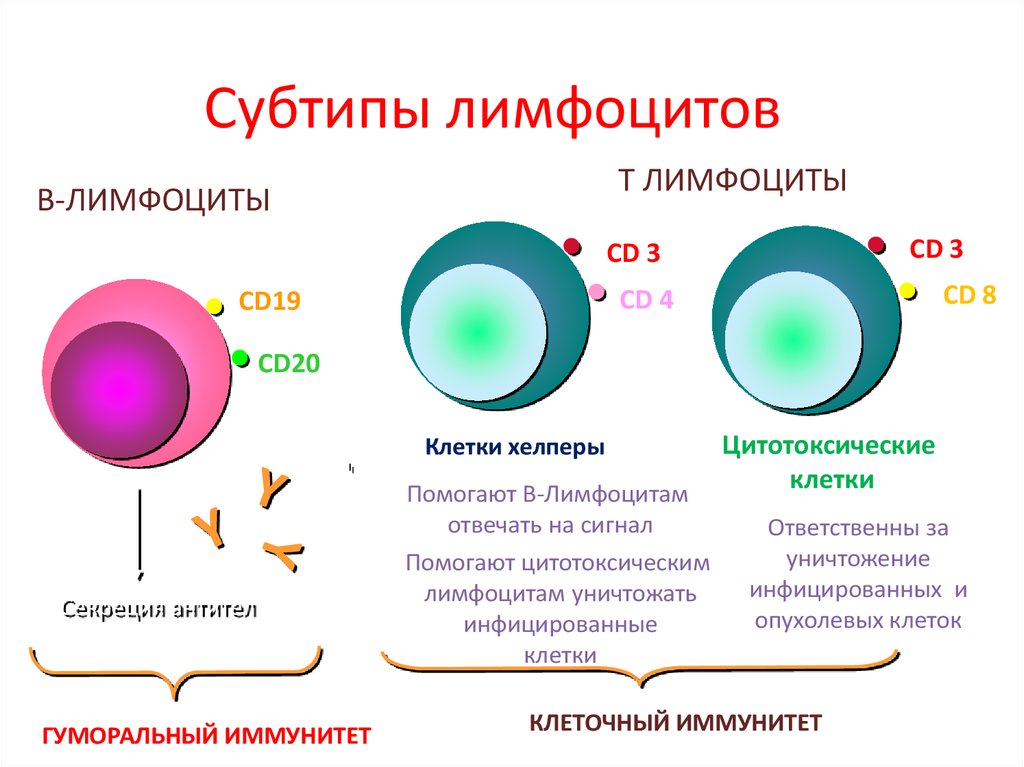 Количество т клеток. Лимфоциты структура и функция. Б лимфоциты строение и функции. Функция т лимфоцитов и б лимфоциты. Лимфоциты строение кратко.