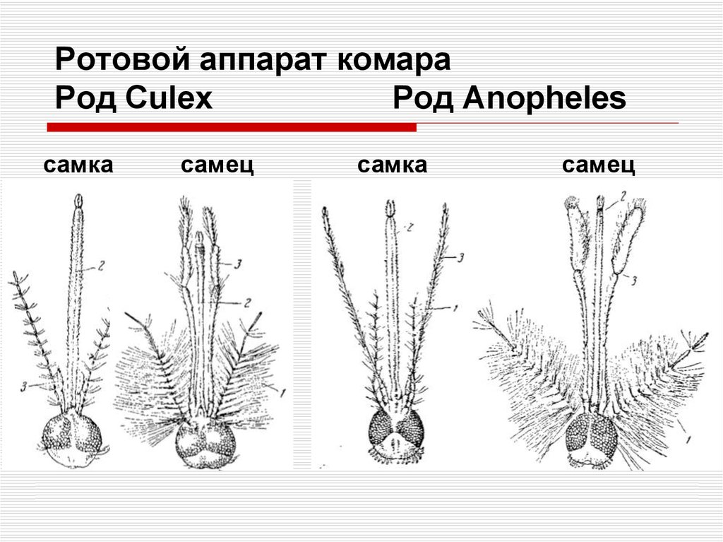 Личинка комара рода culex рисунок