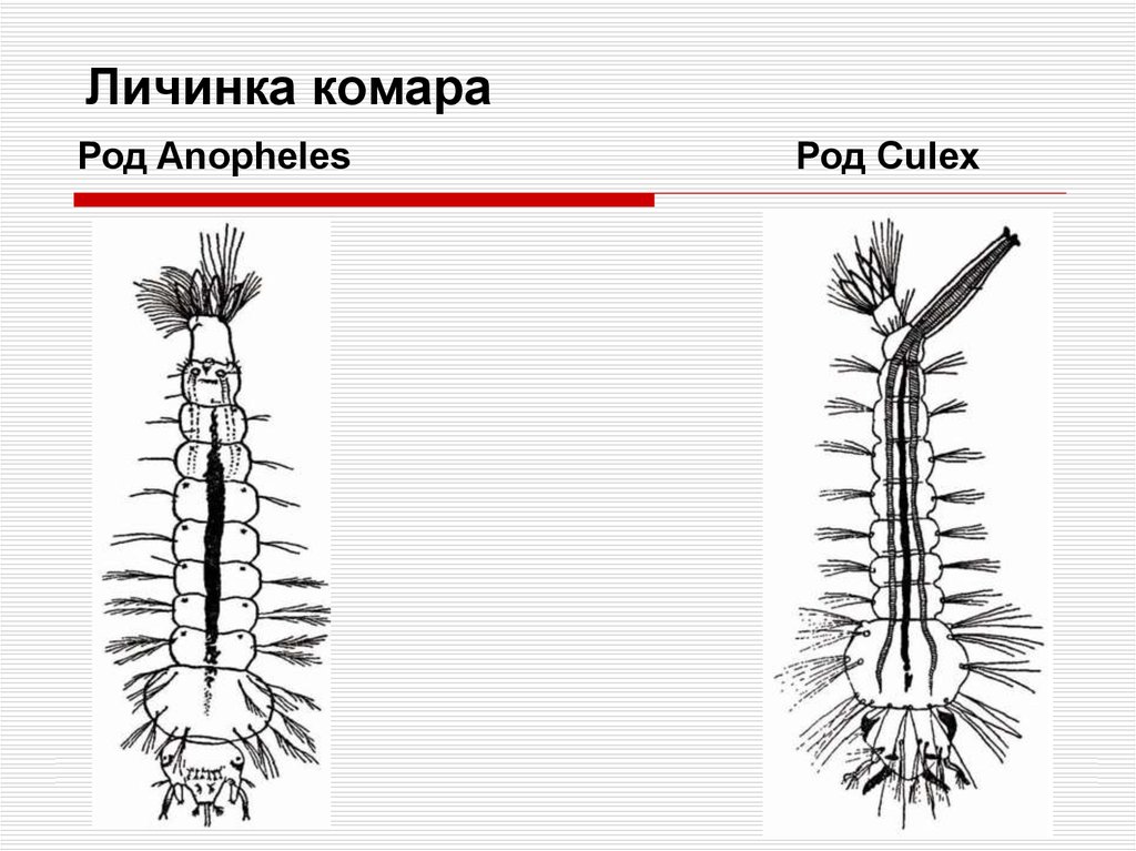 Личинка комара рода culex рисунок