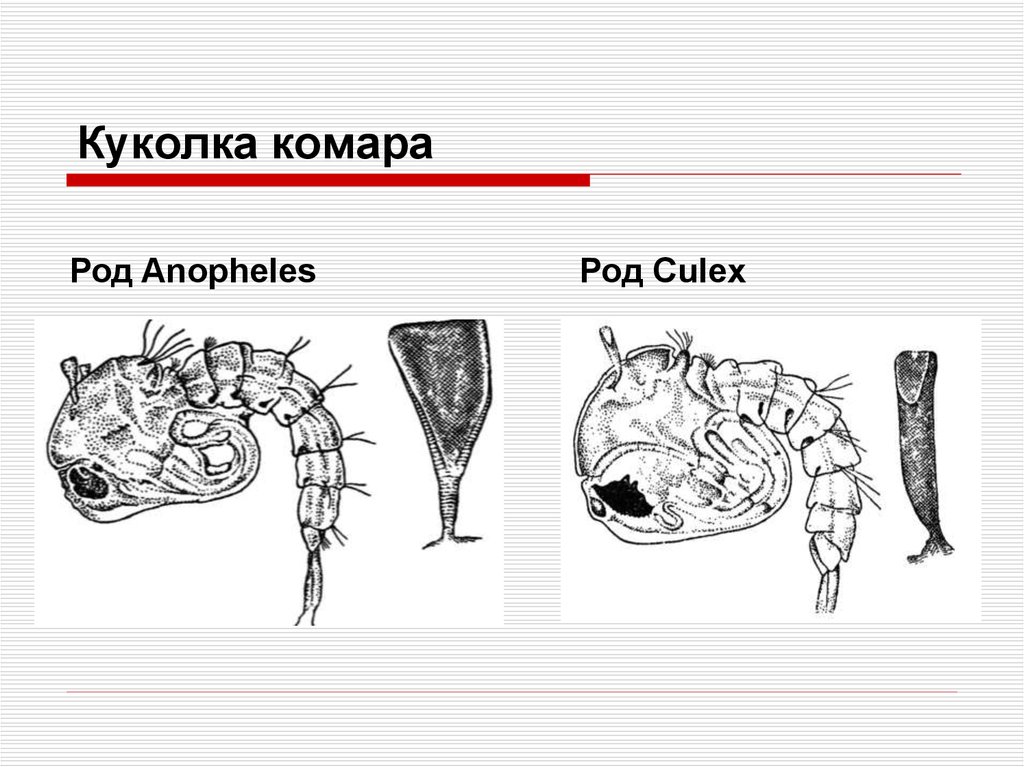 Личинка комара рода culex рисунок