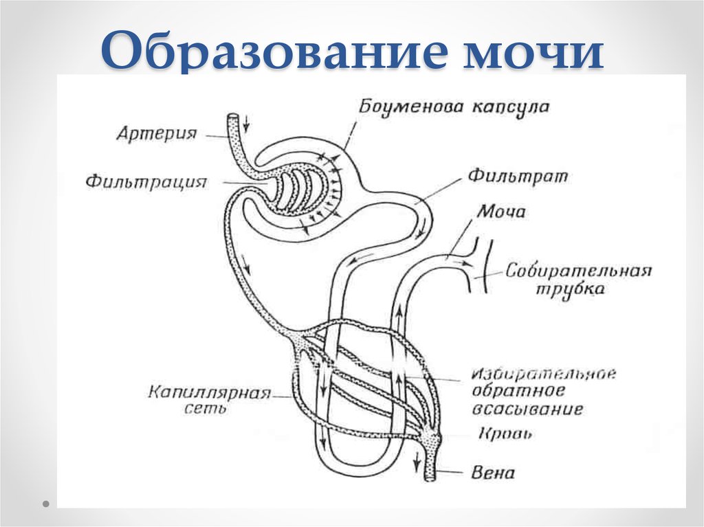 Образование мочи обратное всасывание