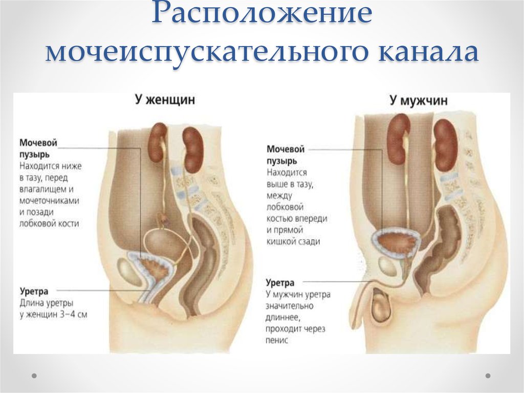 Где находится канал. Строение мочеиспускательного канала у женщин. Синтопия мочевого пузыря. Женский мочеиспускательный канал анатомия строение. Мочеиспускательный канал у мужчин и женщин анатомия.