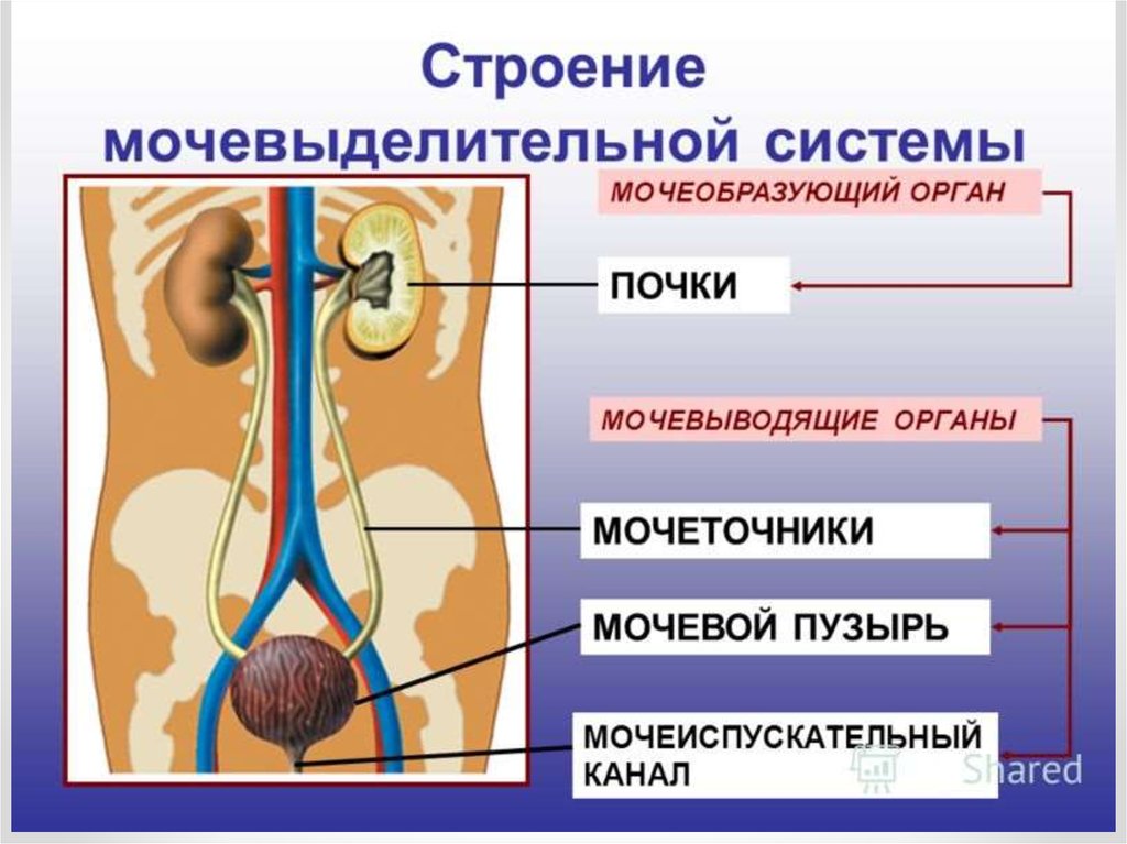 Какие органы входят в выделительную систему человека. Мочевыделительная система строение анатомия. Органы выделительной системы мочевой пузырь. Системы органов человека выделительная система. Схема строения мочевыделительной системы человека.