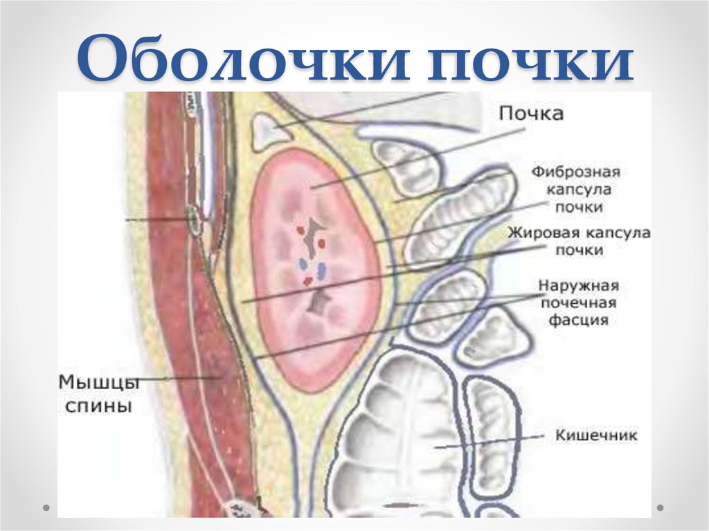 Анатомо-физиологические особенности строения мочевыделительной системы. Выявлени