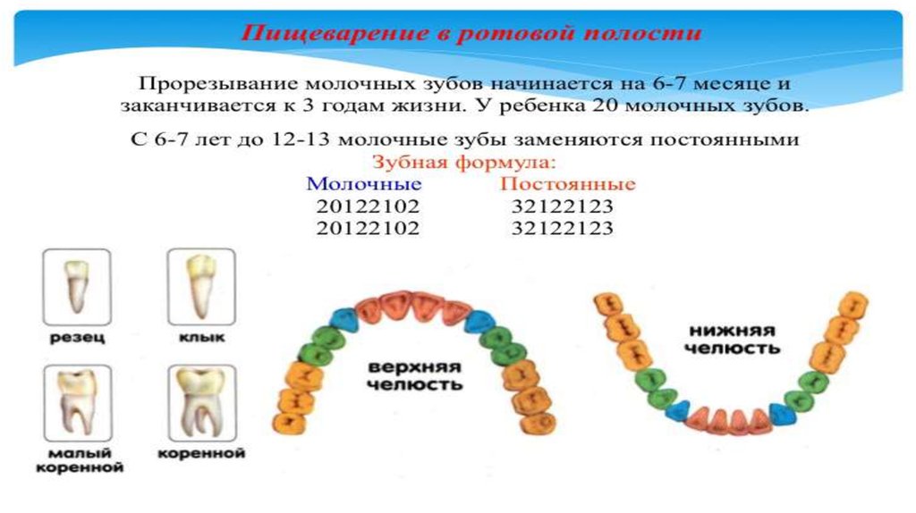 Анатомия постоянных зубов презентация