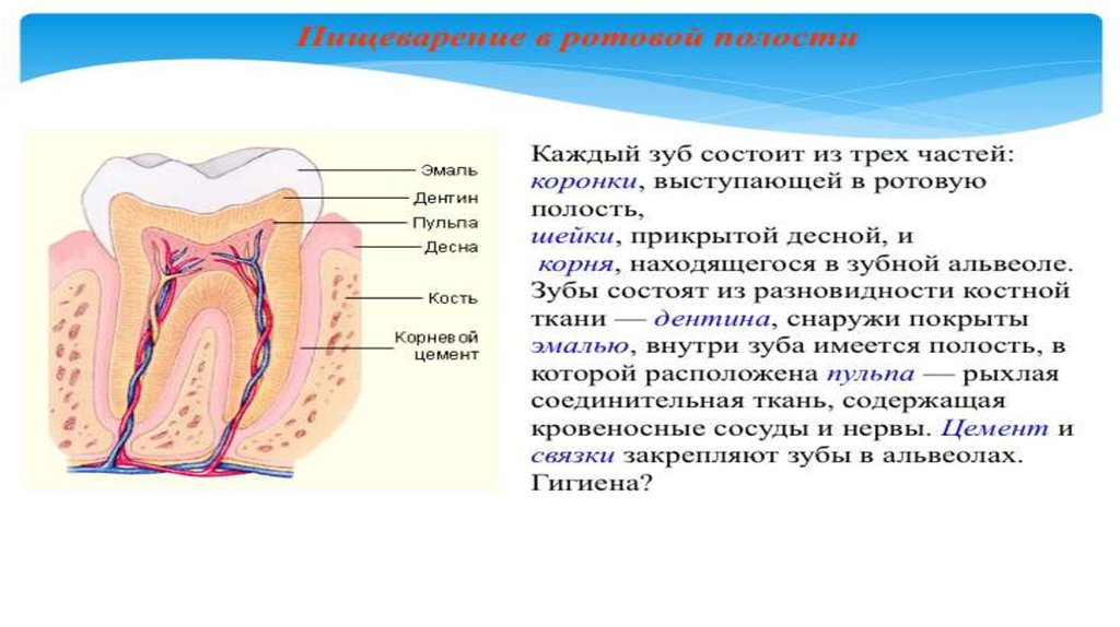 Возрастные изменения зубов презентация