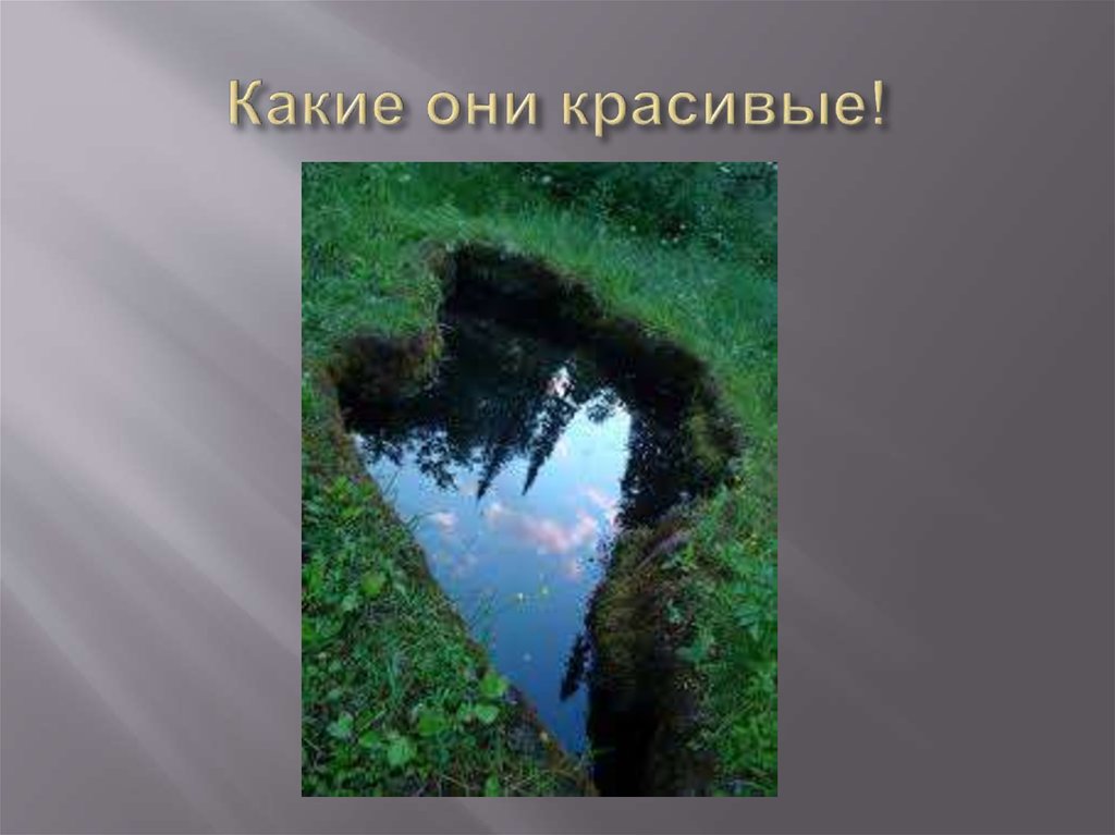 Какие они красивые!