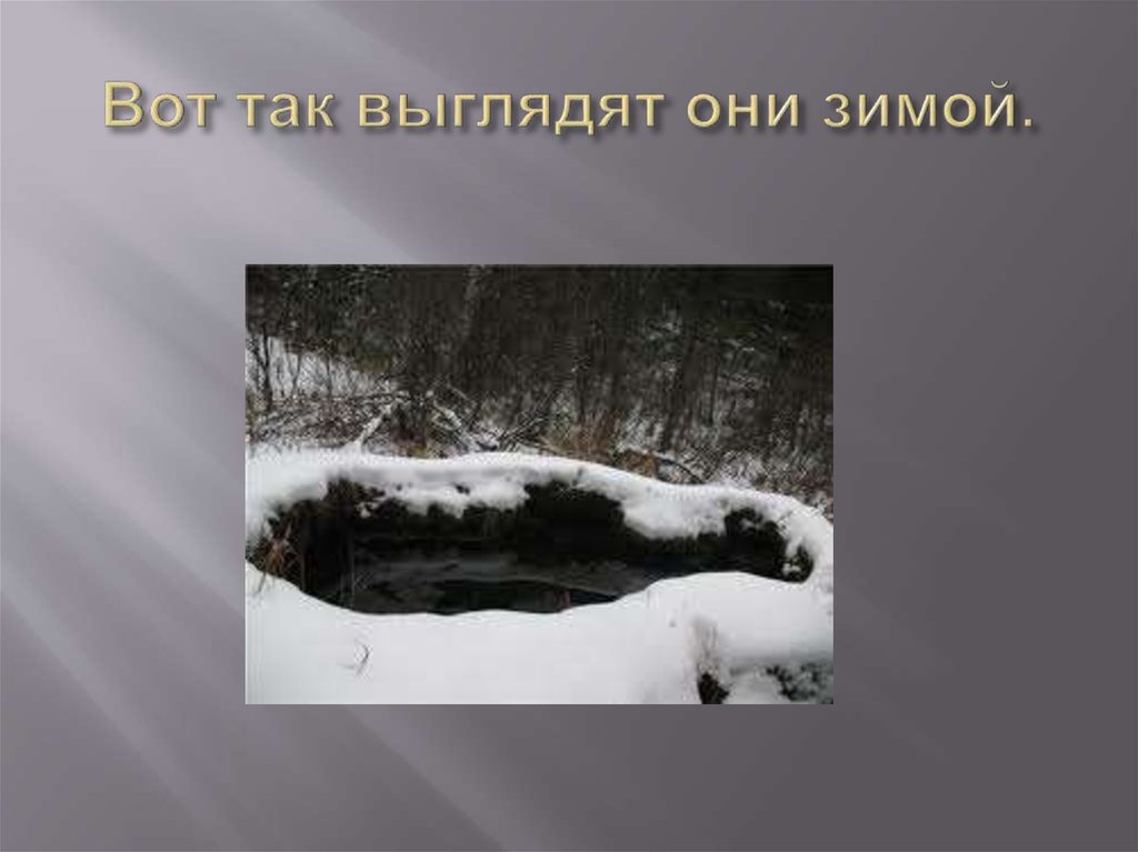 Вот так выглядят они зимой.