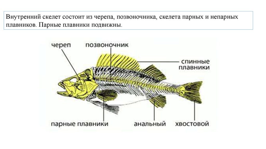 Внутренний скелет состоит из. Внутренний скелет рыб состоит из. Скелет рыбы. Скелет парных и непарных плавников. Скелет плавников рыб состоит из.