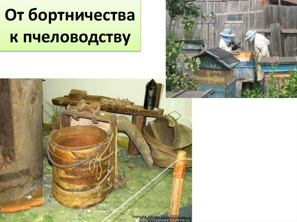 От бортничества к пчеловодству