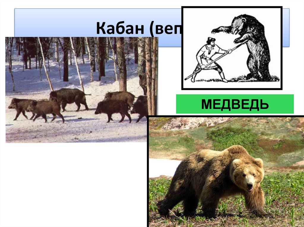 Кабан (вепрь)