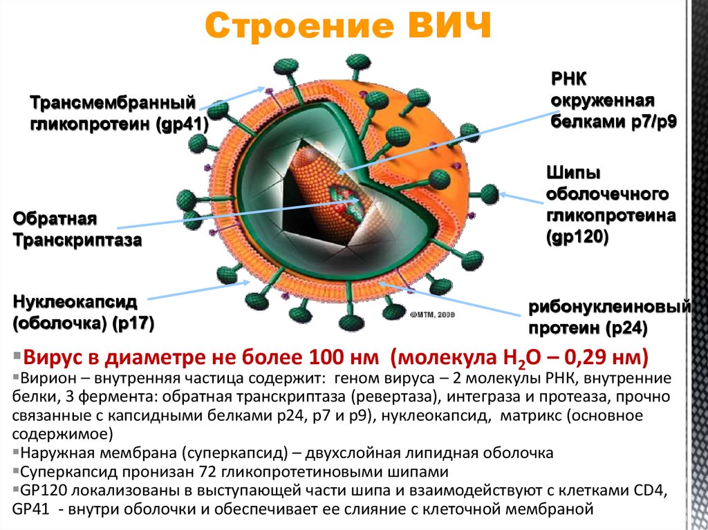 Вич биология. ВИЧ инфекция структура вириона. Вирус ВИЧ СПИД строение. Строение вируса ВИЧ инфекции. ВИЧ морфология вируса.