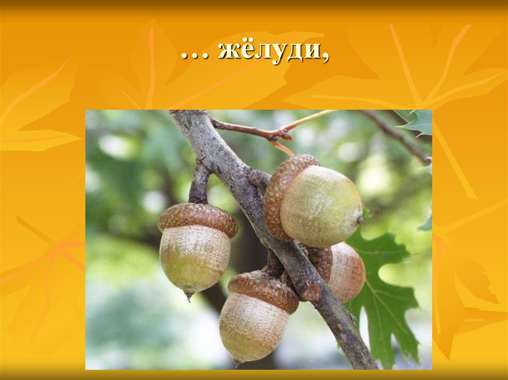 … жёлуди,