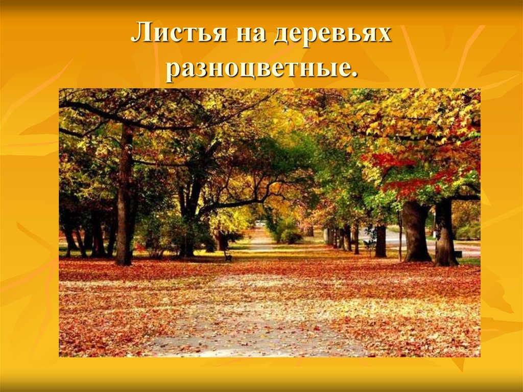 Листья на деревьях разноцветные.