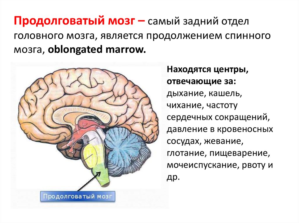 Низших отделов мозга. Отделы головного мозга продолговатый мозг. Продолговатый отдел головного мозга. Отдел мозга отвечающий за дыхание.